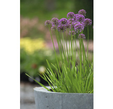 Zierlauch im Pflanzgefäß