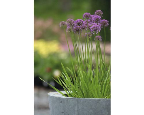 Zierlauch im Pflanzgefäß