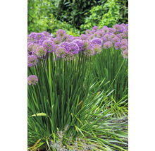 Blühende Zierlauch Pflanzen im Garten.