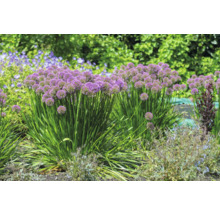 Blumenbeet mit Zierlauchpflanzen