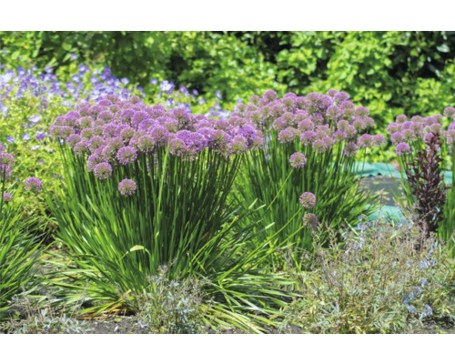 Blumenbeet mit Zierlauchpflanzen