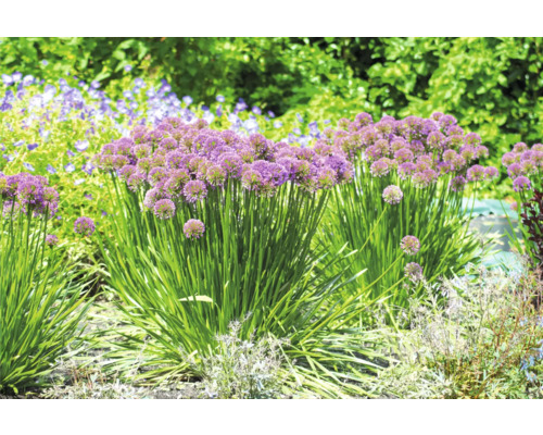 Blühende Zierlauch Pflanzen im Gartenbeet