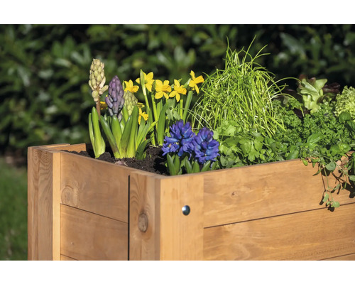 Hochbeet aus Holz bepflanzt mit Narzissen, Hyazinthen und Kräutern.