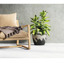 Dekoratives Interieur mit Sessel, Decke und Zimmerpflanze im Topf