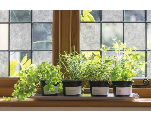 Kräutergarten mit Koriander, Rosmarin, Thymian und Minze auf einem Fensterbrett