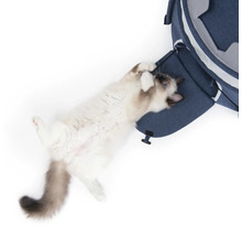 Verspielte Katze an einer blauen Katzenhöhle
