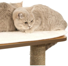 Katzen liegen auf einem Katzenkratzbaum