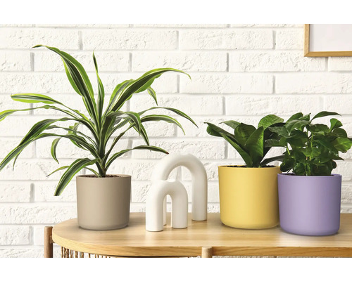 Dekorative Zimmerpflanzen in Pflanzgefäßen auf einem Tisch
