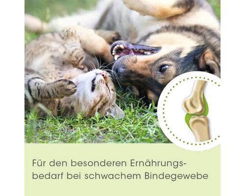 Katze und Hund spielen auf der Wiese, Symbol für Gelenke