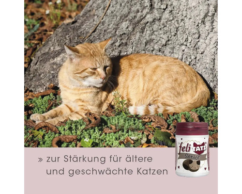 Liegende Katze neben Katzensnack für ältere und geschwächte Katzen