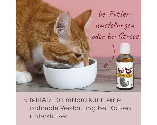 Katze frisst aus einer Schüssel neben einer Flasche feliTATZ DarmFlora für die Verdauung der Katze