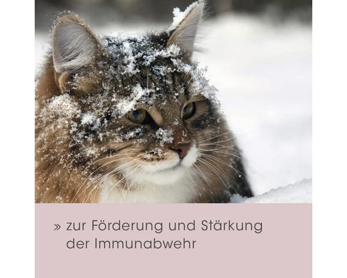 Katze mit Schnee auf dem Fell
