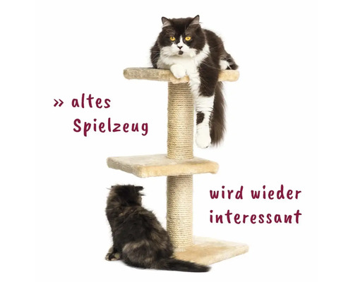 Katzen auf einem Katzenkratzbaum