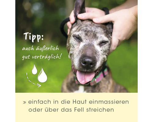 Hund wird am Kopf gestreichelt