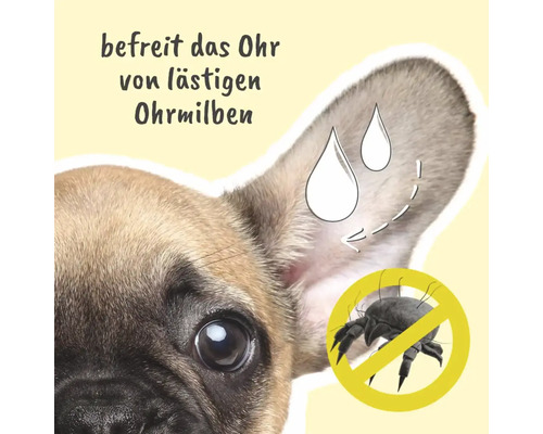 Illustration zum Thema Ohrmilbenbefall bei einem Hund