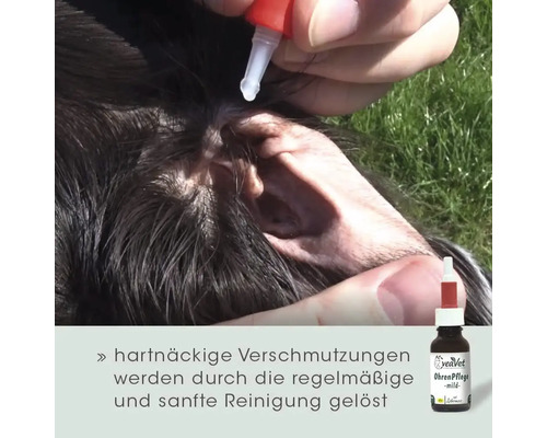 Reinigung des Hundeohrs mit Ohrenpflege