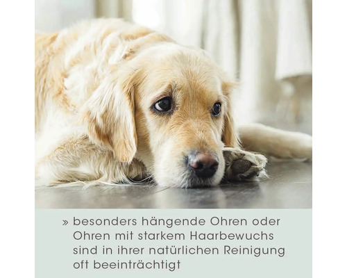 Ein Golden Retriever liegt auf dem Boden.
