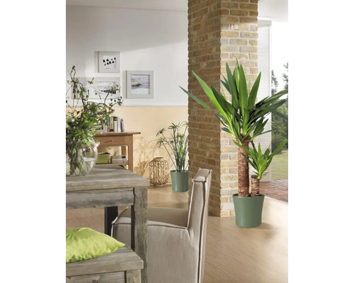 Wohnzimmer mit Tisch, Stuhl und verschiedenen Zimmerpflanzen