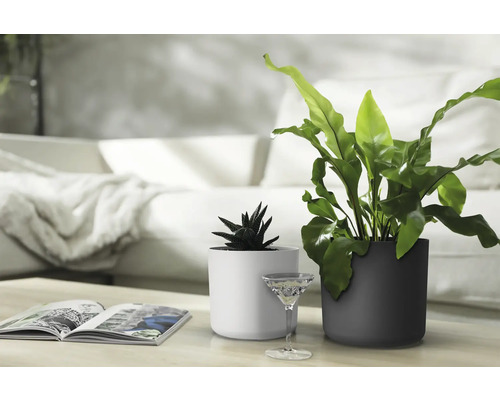 Zimmerpflanzen in weißen und anthrazitfarbenen Übertöpfen auf einem Tisch