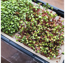 Zimmer-Gewächshaus Harry Herbs weiß mit Deckel-thumb-3 Zimmer-Gewächshaus Harry Herbs weiß mit Deckel-thumb-3