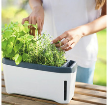 Zimmer-Gewächshaus Harry Herbs weiß mit Deckel-thumb-5 Zimmer-Gewächshaus Harry Herbs weiß mit Deckel-thumb-5