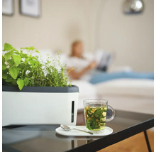 Zimmer-Gewächshaus Harry Herbs weiß mit Deckel-thumb-8 Zimmer-Gewächshaus Harry Herbs weiß mit Deckel-thumb-8