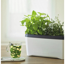 Zimmer-Gewächshaus Harry Herbs weiß mit Deckel-thumb-9 Zimmer-Gewächshaus Harry Herbs weiß mit Deckel-thumb-9