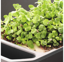 Zimmer-Gewächshaus Harry Herbs weiß mit Deckel-thumb-4 Zimmer-Gewächshaus Harry Herbs weiß mit Deckel-thumb-4