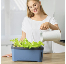 Frau gießt Salat in einem Harry Herbs Pflanzkasten