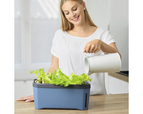 Frau gießt Salat in einem Harry Herbs Pflanzkasten