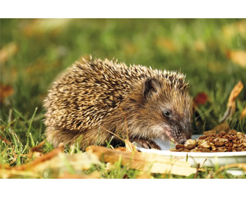 Igel frisst Futter aus einer Schale im Garten
