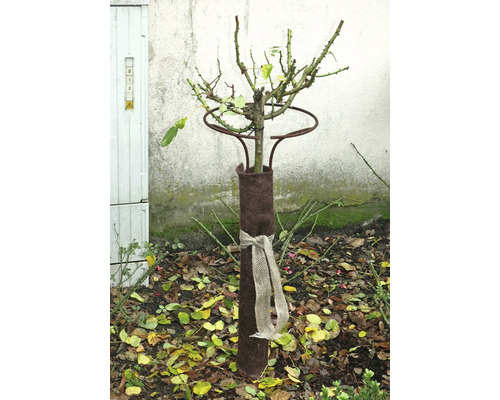 Eingepflanzte Rose mit Winterschutzmanschette und Anbindebogen