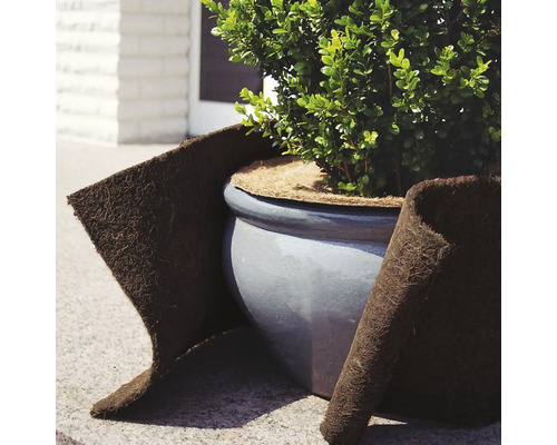 Pflanze in einem Topf mit Winterschutzmatte