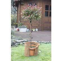 Im Garten steht ein Topf mit einer Pflanze, umgeben von einem Winterschutz