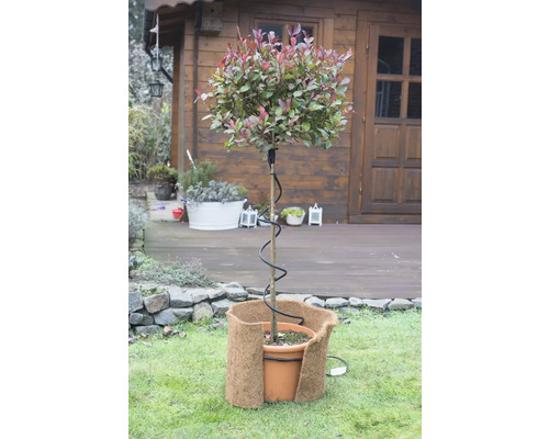 Im Garten steht ein Topf mit einer Pflanze, umgeben von einem Winterschutz