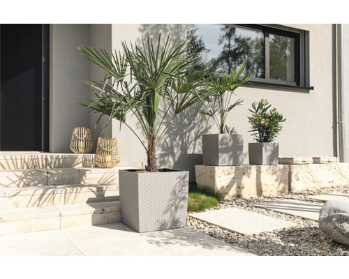 Außenaufnahme mit Palmen in Pflanzgefäßen und dekorativen Laternen vor einem Haus