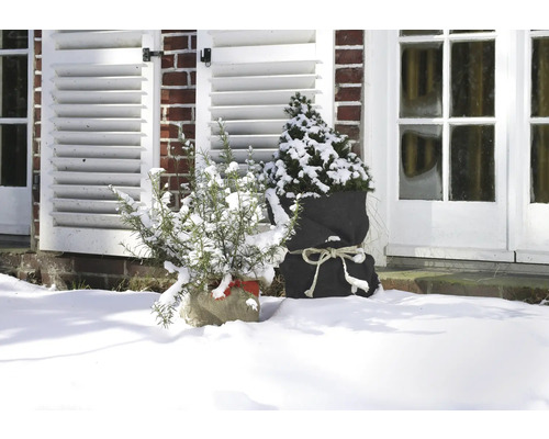 Winterliche Gartendekoration mit Pflanzen in Säcken vor dem Haus