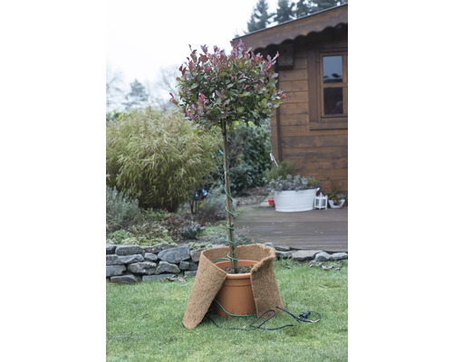 Im Garten steht ein verpflanzter Baum mit einem beheizten Topfschutz.