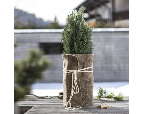 Zypresse im Filztopf mit Kordel auf einem Tisch im Freien.