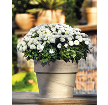 Chrysantheme im Topf für den Außenbereich