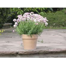 Margeritenbusch im Terrakotta-Topf für den Außenbereich