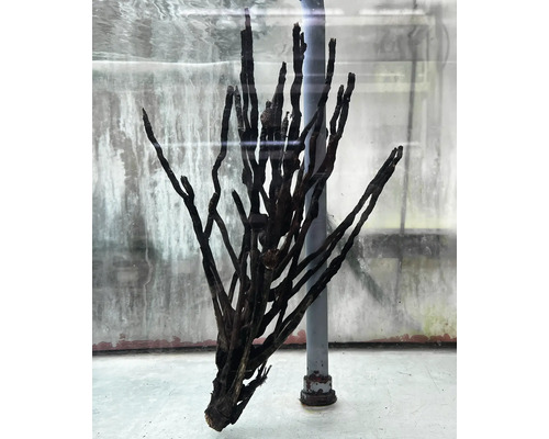 Aquariendekoration Wurzelholz zur Gestaltung von Aquarienlandschaften