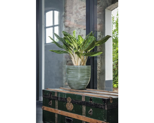 Zimmerpflanze in einem Pflanzgefäß auf einer Truhe