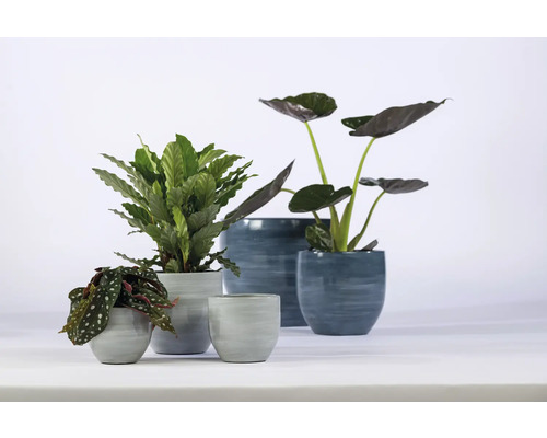 Arrangement aus Zimmerpflanzen in Pflanzgefäßen