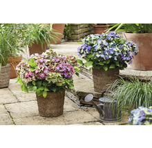 Dekorative Hortensien in Töpfen und eine Gießkanne im Garten.