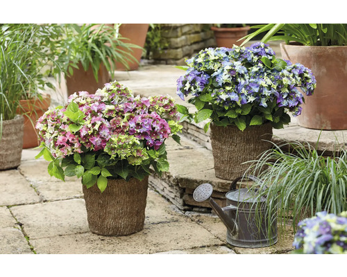 Dekorative Hortensien in Töpfen und eine Gießkanne im Garten.
