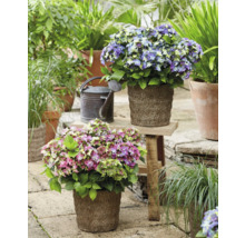 Szene mit Hortensien in Pflanzgefäßen und einer Gießkanne im Garten.