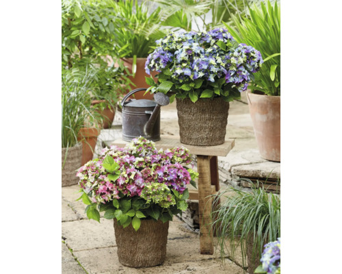 Szene mit Hortensien in Pflanzgefäßen und einer Gießkanne im Garten.