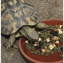 Schildkrötenfutter JBL PROTERRA FRUCTIL Hauptfutter mit Früchten für alle Landschildkröten 250 ml