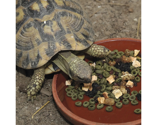 Eine Landschildkröte frisst Futter aus einem Futternapf.
